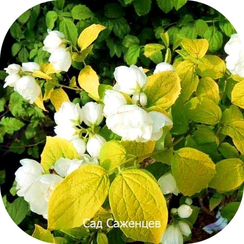 Жасмин (чубушник) Еллоу Хилл Жасмин (чубушник) Еллоу Хилл