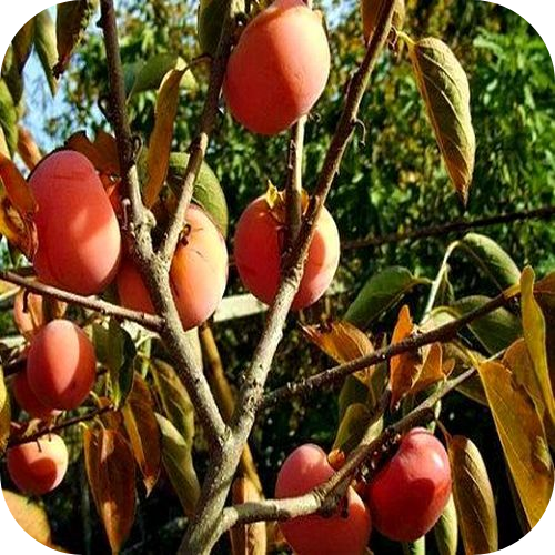 Хурма "Чатыр-Даг" 