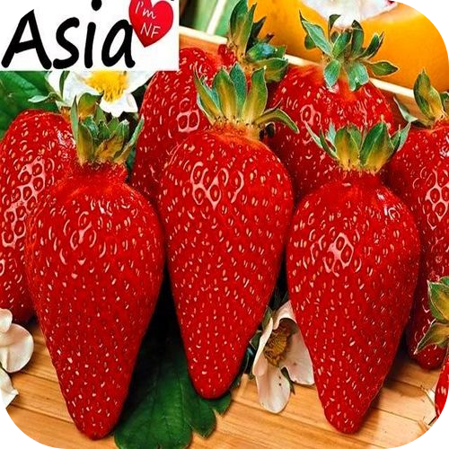 Рассада Клубники "Азия" > описание, цена
