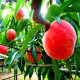 Саженцы Персика в Новокуйбышевске — лучшие сорта! Саженцы Персика в Новокуйбышевске — лучшие сорта!